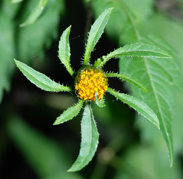 Bidens frondosus