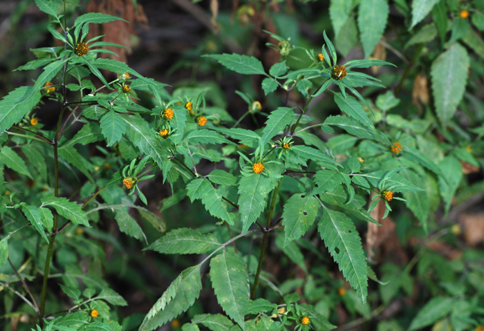 Bidens frondosus