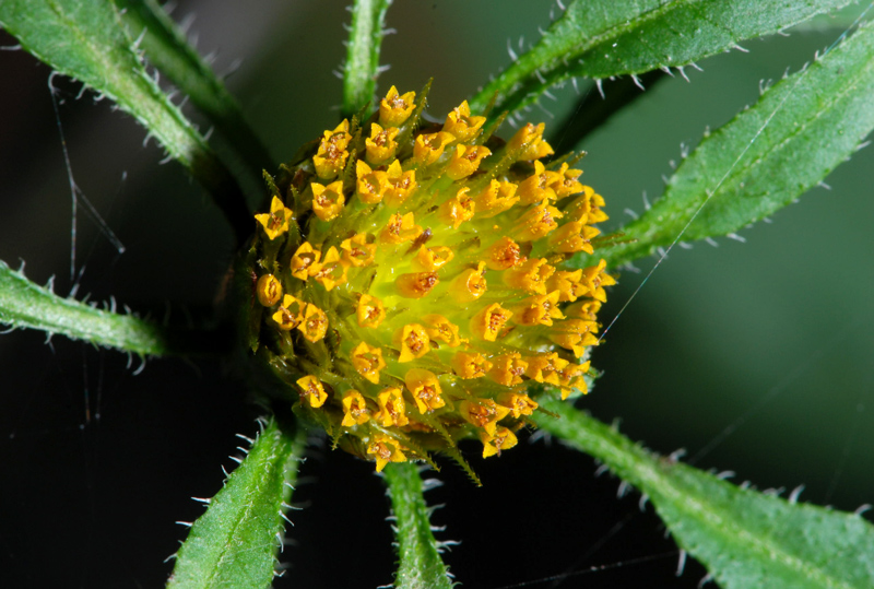 Bidens frondosus