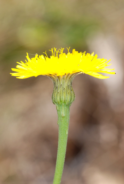 Leontodon hispidus