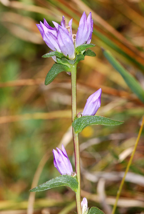 Campanula glomerata / Campanula a mazzetto