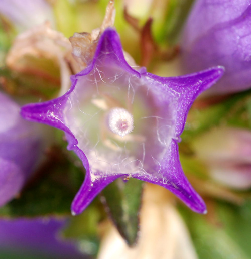 Campanula glomerata / Campanula a mazzetto