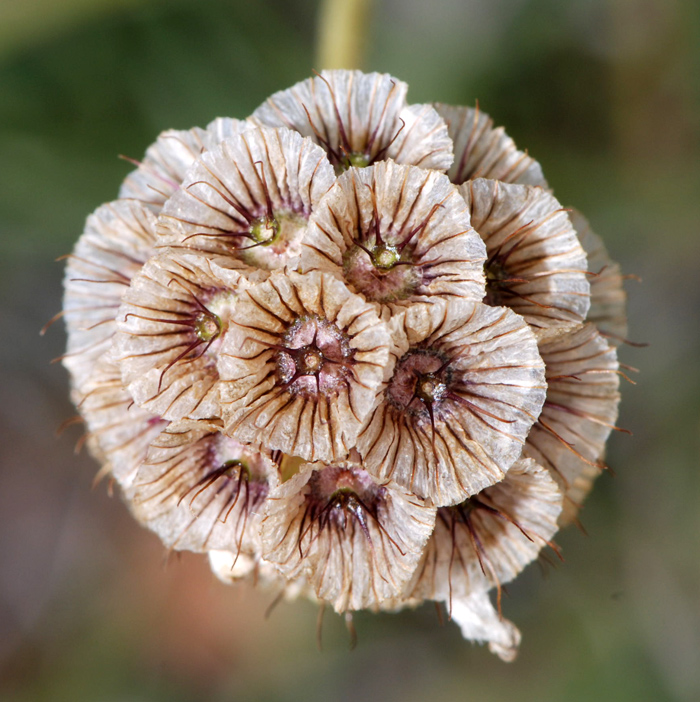 Lomelosia graminifolia / Vedovina strisciante