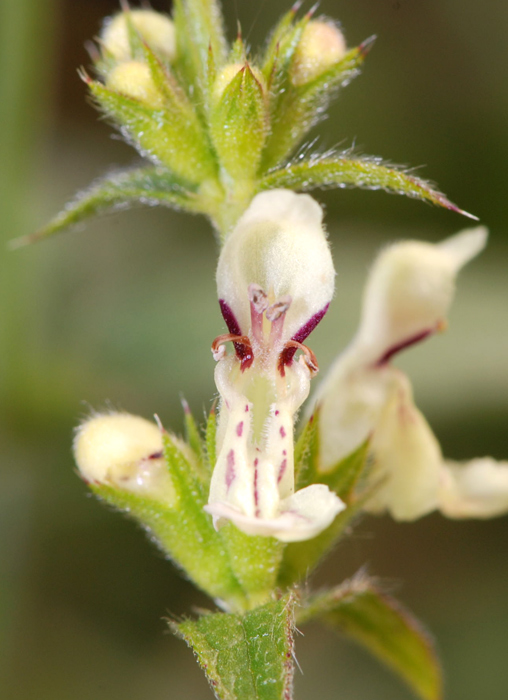 Stachys recta