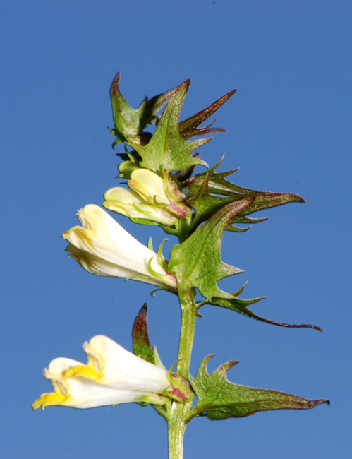 Melampyrum pratense / Spigarola bianca