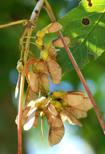 Acer pseudoplatanus / Acero di Monte