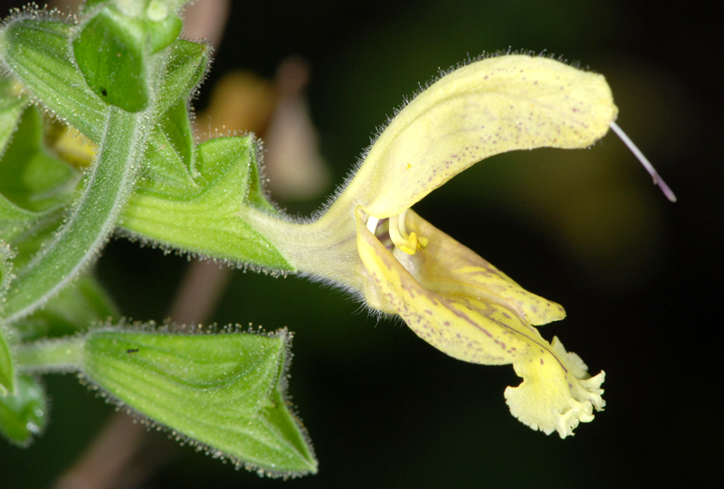 Salvia glutinosa / Salvia vischiosa