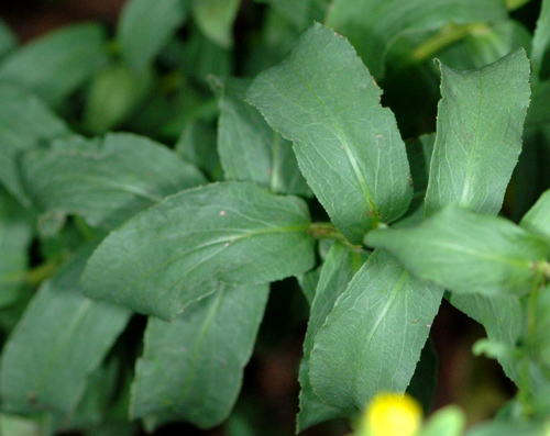 Inula spiraeifolia