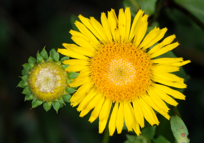 Inula spiraeifolia