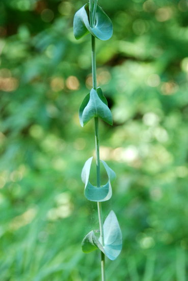 Blackstonia perfoliata