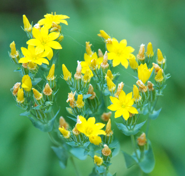 Blackstonia perfoliata