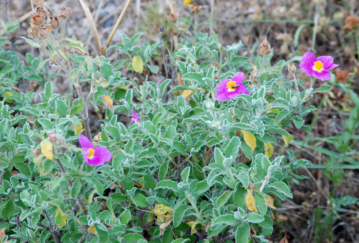 Cistus creticus ssp. eriocephalus