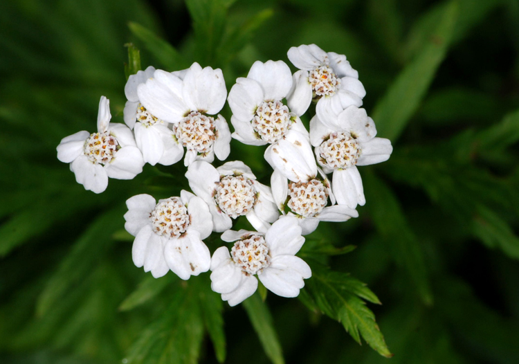 Achillea macrophylla / Millefoglio delle radure