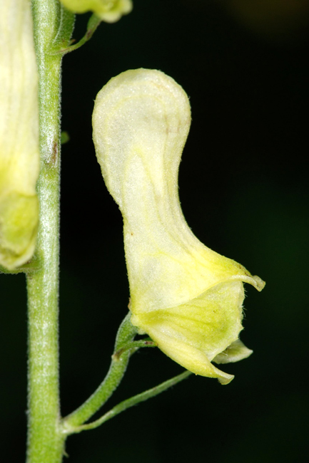 Aconitum lycoctonum / Aconito strozzalupo