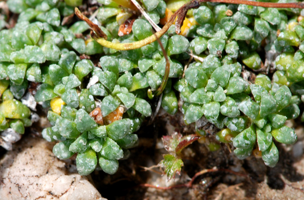 Saxifraga caesia