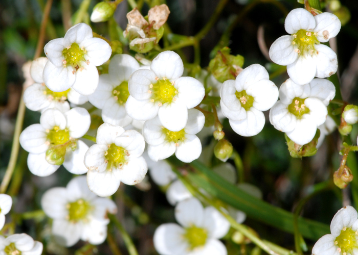 Saxifraga caesia