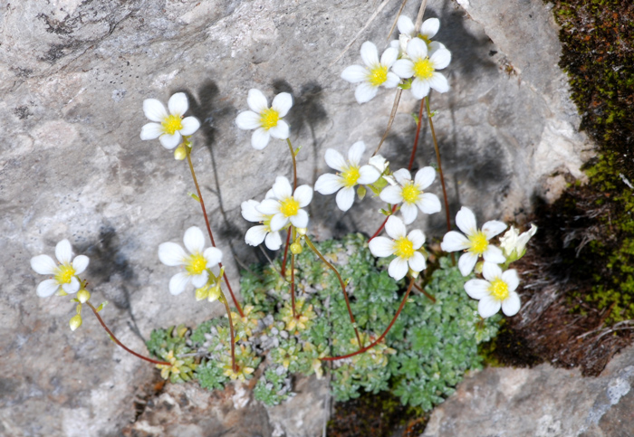 Saxifraga caesia