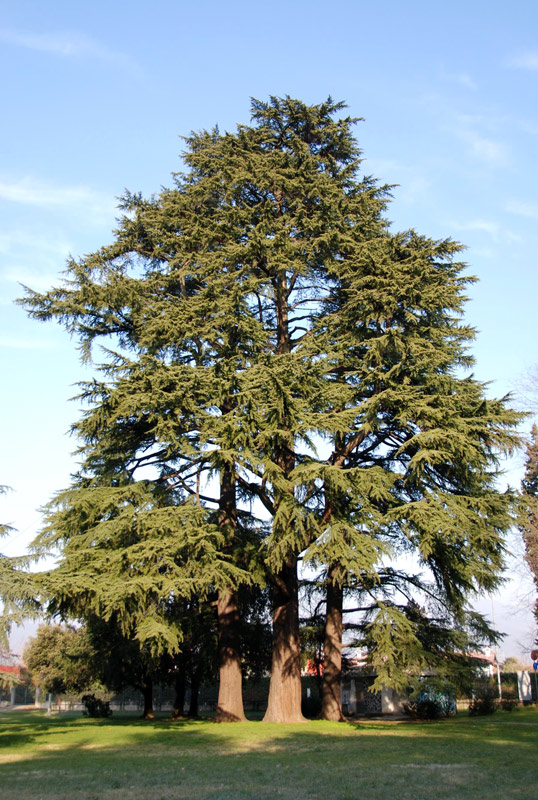 Cedrus deodara / Cedro dell'' Himalaya