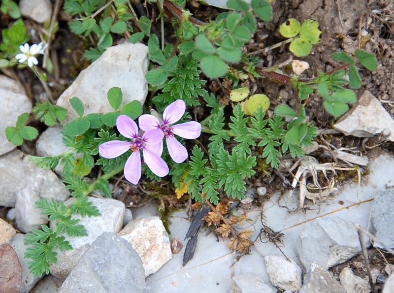 Erodium cicutarium / Becco di Gr comune