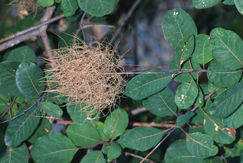 Cotinus coggygria / Scotano, Sommacco selvatico