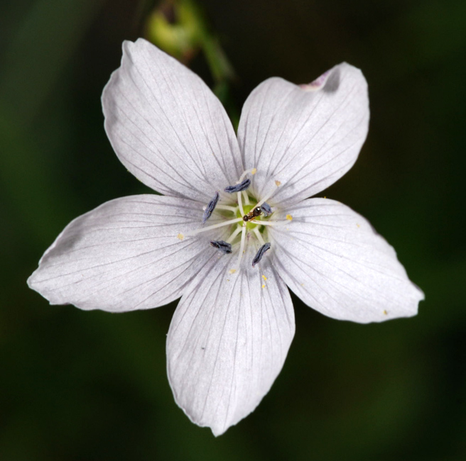 Linum tenuifolium