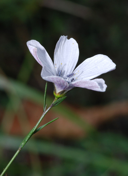 Linum tenuifolium