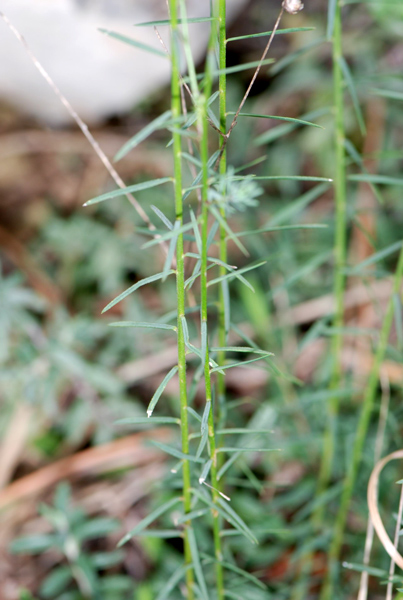 Linum tenuifolium