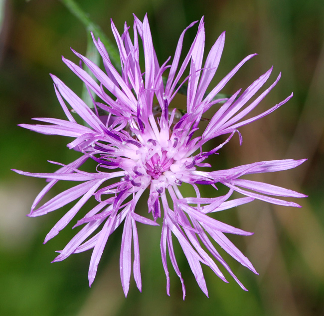 Centaurea jacea