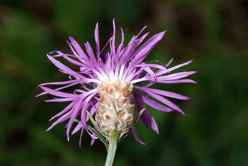 Centaurea jacea