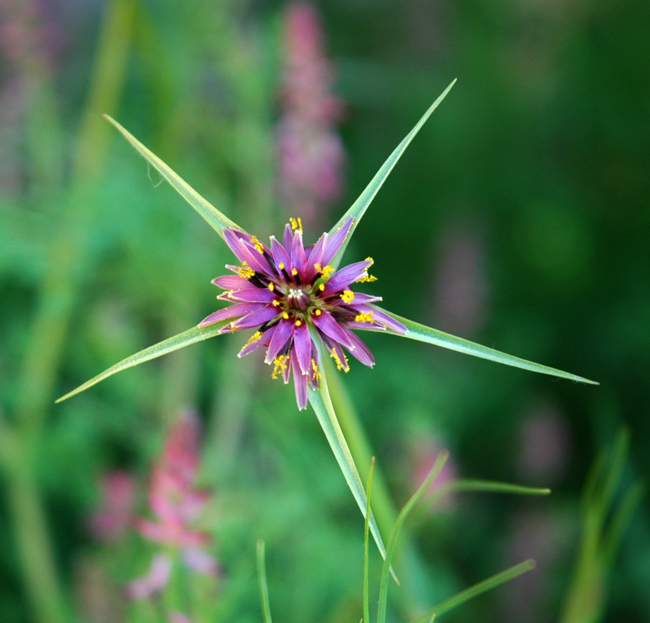 da determinare - Tragopogon sp.