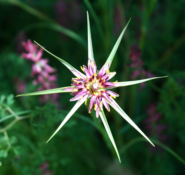 da determinare - Tragopogon sp.