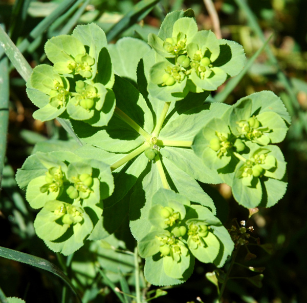 Euphorbia helioscopia