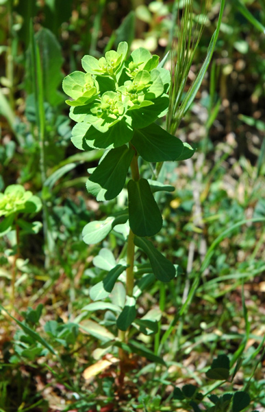 Euphorbia helioscopia