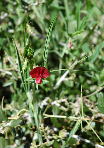 Lathyrus cicera / Cicerchia cicerchiella