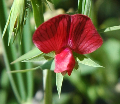 Lathyrus cicera / Cicerchia cicerchiella