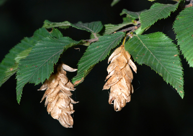 Ostrya carpinifolia / Carpino nero