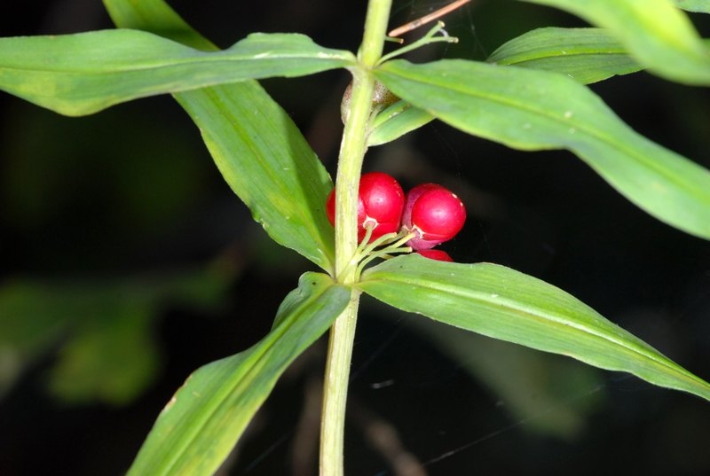 Polygonatum verticillatum / Sigillo di Salomone verticillato