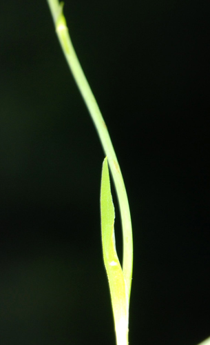 Tofieldia calyculata / Tajola