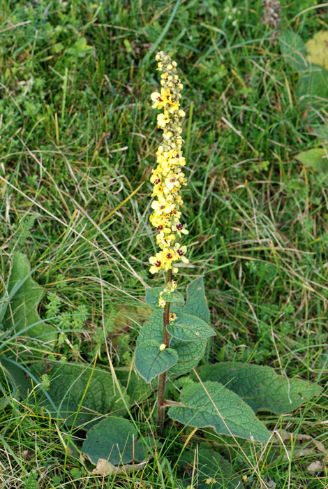 Verbascum nigrum / Verbasco nero