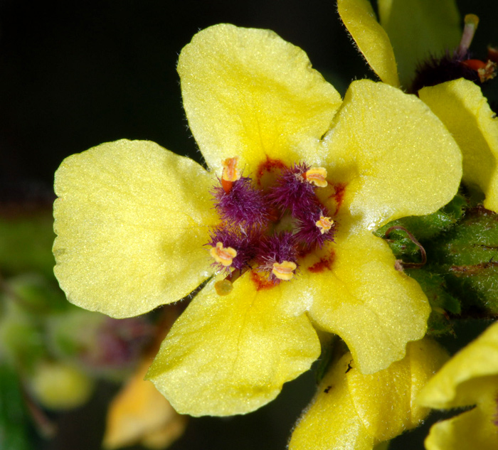 Verbascum nigrum / Verbasco nero