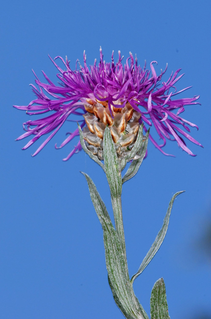 Centaurea da determinare