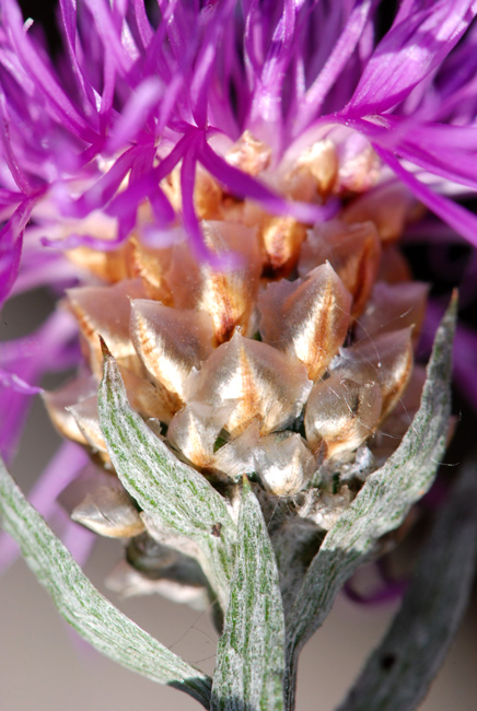 Centaurea da determinare