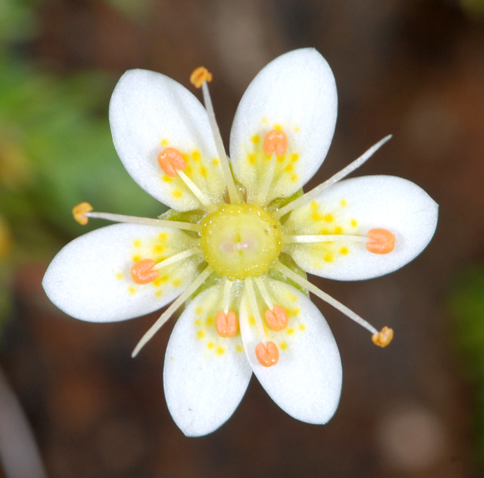 Saxifraga bryoides