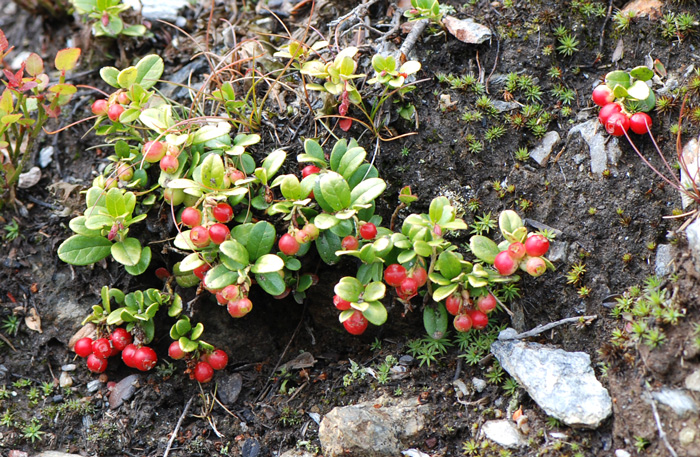 drupa da determinare - cfr. Vaccinium vitis-idaea