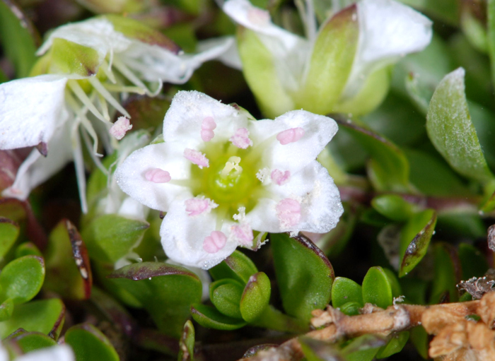 Arenaria biflora