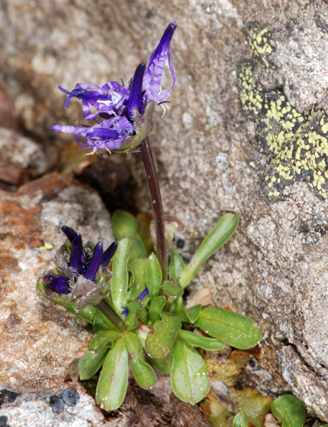 Phyteuma globulariifolium/ Raponzolo a foglie di globularia