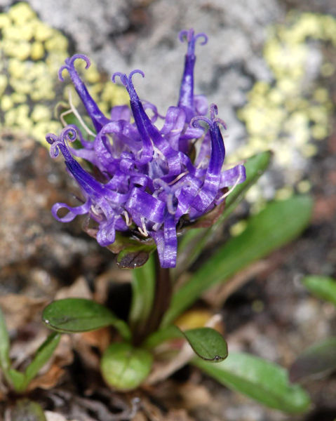 Phyteuma globulariifolium/ Raponzolo a foglie di globularia