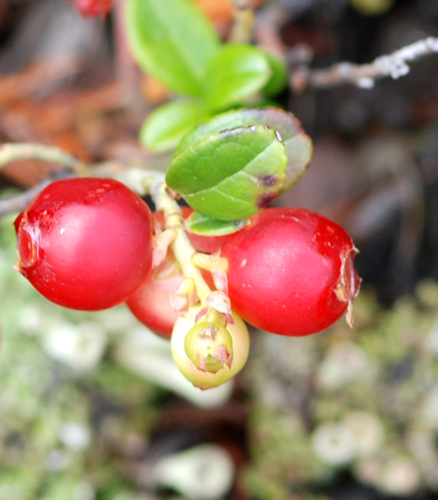 drupa da determinare - cfr. Vaccinium vitis-idaea