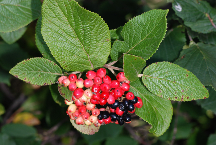 Viburnum lantana / Viburno lantana