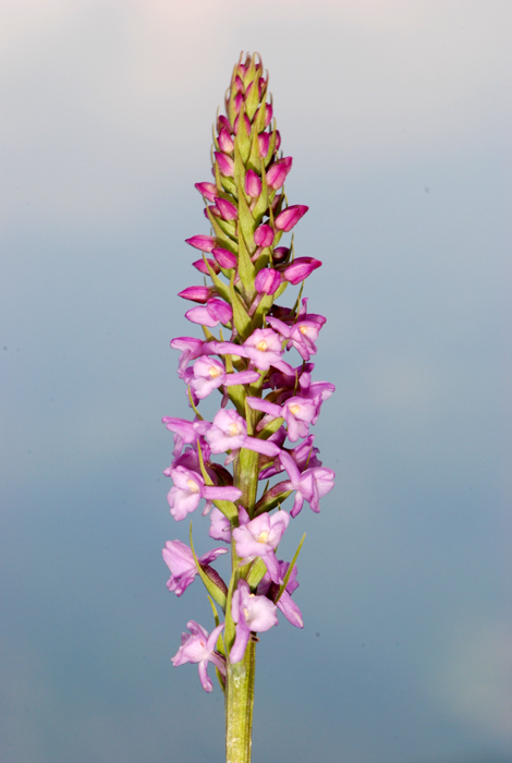 Gymnadenia odoratissima